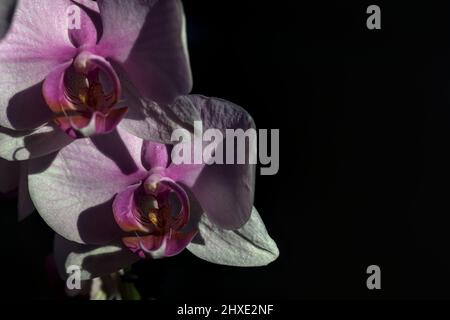 Pink phaenopsis Orchidee in Blüte aus nächster Nähe gesehen Stockfoto