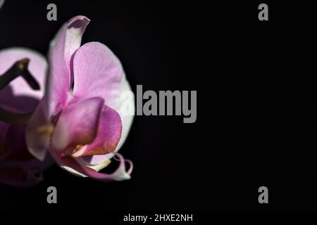 Pink phaenopsis Orchidee in Blüte aus nächster Nähe gesehen Stockfoto