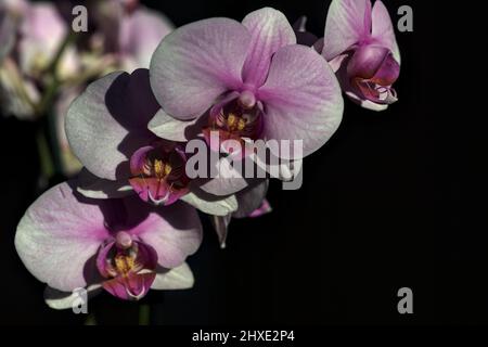 Pink phaenopsis Orchidee in Blüte aus nächster Nähe gesehen Stockfoto