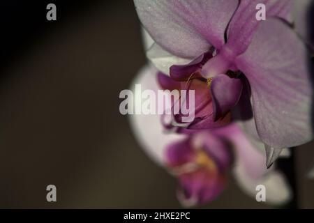 Pink phaenopsis Orchidee in Blüte aus nächster Nähe gesehen Stockfoto