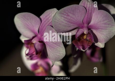 Pink phaenopsis Orchidee in Blüte aus nächster Nähe gesehen Stockfoto