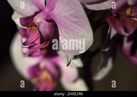 Pink phaenopsis Orchidee in Blüte aus nächster Nähe gesehen Stockfoto