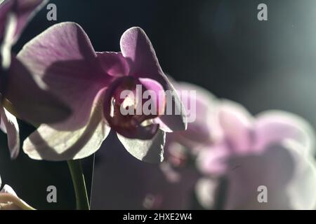 Pink phaenopsis Orchidee in Blüte aus nächster Nähe gesehen Stockfoto