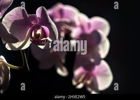 Pink phaenopsis Orchidee in Blüte aus nächster Nähe gesehen Stockfoto