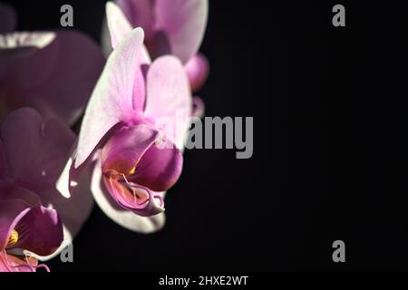 Pink phaenopsis Orchidee in Blüte aus nächster Nähe gesehen Stockfoto