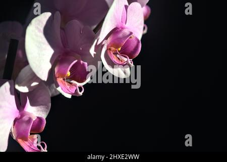 Pink phaenopsis Orchidee in Blüte aus nächster Nähe gesehen Stockfoto