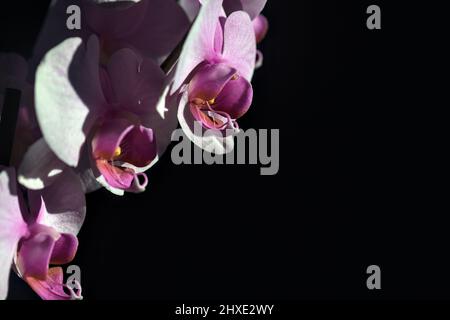 Pink phaenopsis Orchidee in Blüte aus nächster Nähe gesehen Stockfoto