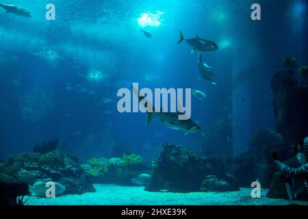 Größtes europäisches Aquarium in Lissabon, Portugal. Oceanário de Lisboa. Parque das Nações in der Nähe des Flusses Tejo. Stockfoto