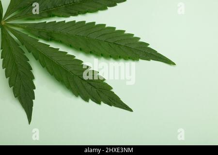 Marihuana-Blatt, isoliert auf grünem Hintergrund Stockfoto