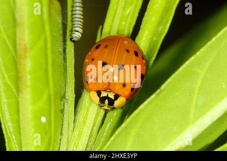 Asiatischer (Harlekin) Käferdame (Harmonia axyridis) Erwachsener und Puppenstadium Stockfoto