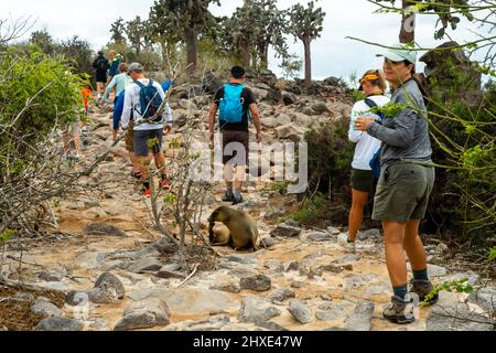 Touristen kommen an einem Galapagos-Seelöwen (Zalophus wollebaeki) an der Barrington Bay, Isla Santa F, den Gal‡Pagos-Inseln, Ecuador vorbei. Stockfoto