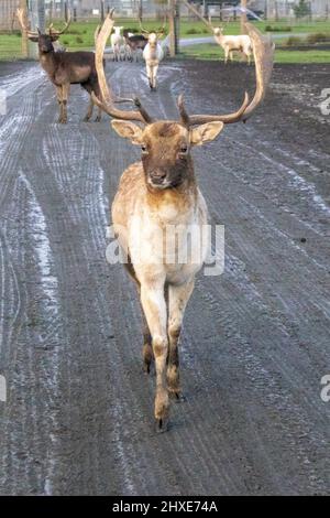 Kleine Rentiere wandern im milden Winter auf schlammigen Straßen Stockfoto