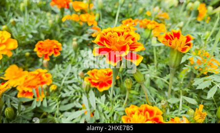 französische Ringelblumen im Garten, Tagetes-Patula, bunte, goldgelbe Blüten, die in geringer Tiefenschärfe aufgenommen wurden Stockfoto