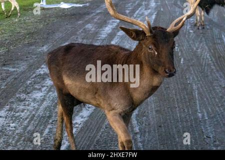 Kleine Rentiere, die im milden nordwestlichen Pazifik-Winter auf schlammigen Straßen wandern Stockfoto