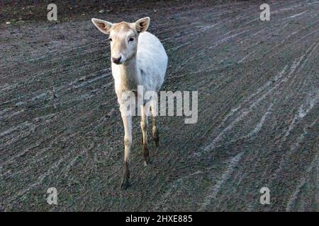 Kleine Rentiere wandern im milden Winter auf schlammigen Straßen Stockfoto