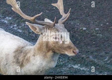 Kleine Rentiere wandern im milden Winter auf schlammigen Straßen Stockfoto