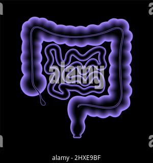 Menschlichen Darm, Abbildung Stockfoto