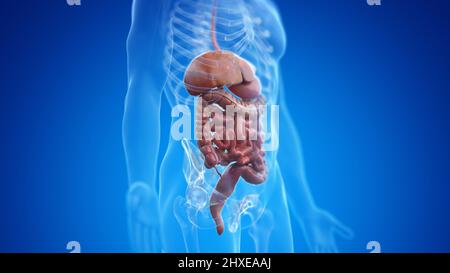 Menschliche Verdauungssystem, Abbildung Stockfoto
