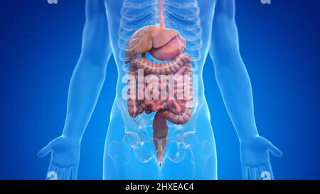 Menschliche Verdauungssystem, Abbildung Stockfoto