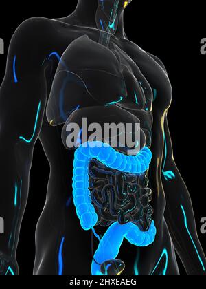 Menschlichen Darm, Abbildung Stockfoto
