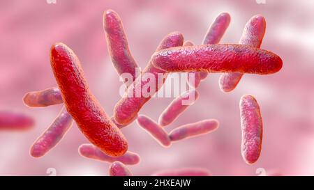 Sphingomonas-Bakterien, Illustration Stockfoto