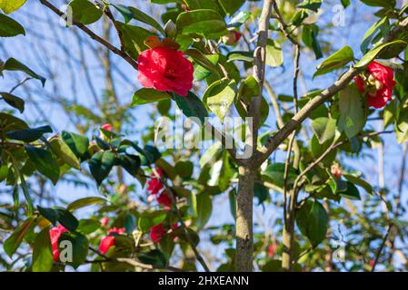 Im Wald blüht eine wilde rosa Rose, die Camellia japonica genannt wird Stockfoto