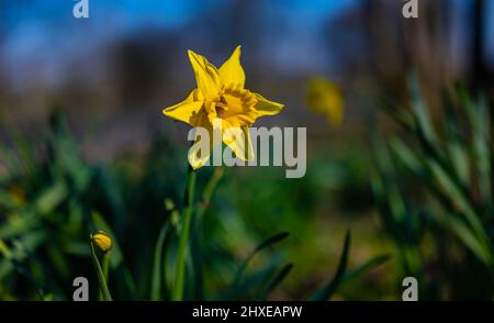 Farbenfrohe, isolierte, gelbe Narzisse aus Narzissen, die im Frühling im Park blühen Stockfoto