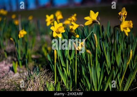 Nahaufnahme von vereinzelten gelben Narzissen im Park in Hoofddorp, Niederlande Stockfoto