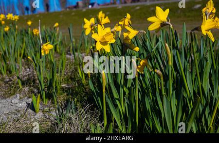 Nahaufnahme von vereinzelten gelben Narzissen im Park in Hoofddorp, Niederlande Stockfoto
