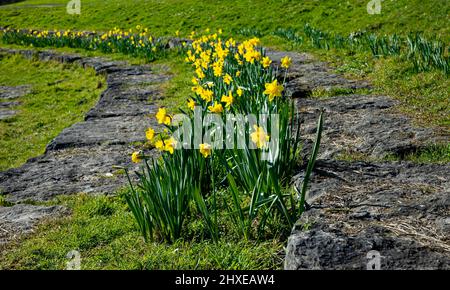 Bunte gelbe Narzissen mit grünem Hintergrund im Frühling in einem Park namens het Haarlemmermeerse bos in Hoofddorp, Niederlande Stockfoto