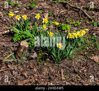 Bunte gelbe Narzissen mit grünem Hintergrund im Frühling in einem Park namens het Haarlemmermeerse bos in Hoofddorp, Niederlande Stockfoto