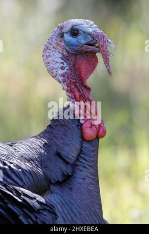 Wild Turkey Male (Tom) Details zu Kopf und Hals. Mt Diablo, Contra Costa County, Kalifornien, USA. Stockfoto