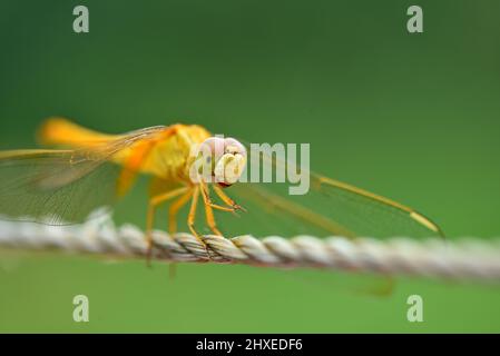 Stockfoto der Fliege Stockfoto