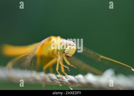 Stockfoto der Fliege Stockfoto