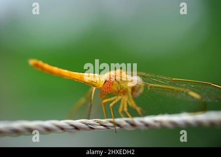 Stockfoto der Fliege Stockfoto
