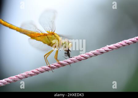 Stockfoto der Fliege Stockfoto