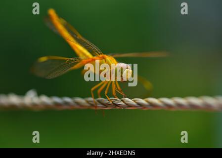 Stockfoto der Fliege Stockfoto