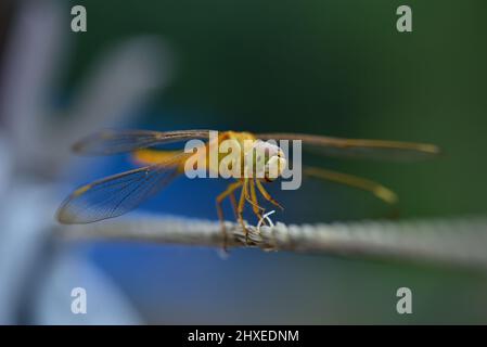 Stockfoto der Fliege Stockfoto