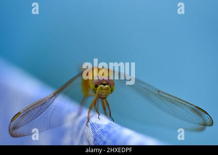 Stockfoto der Fliege Stockfoto