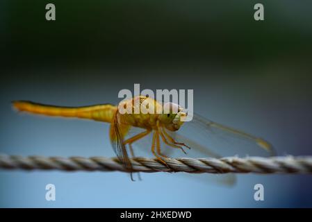 Stockfoto der Fliege Stockfoto