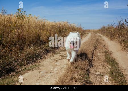 Weißer Samoyed Dog Stockfoto