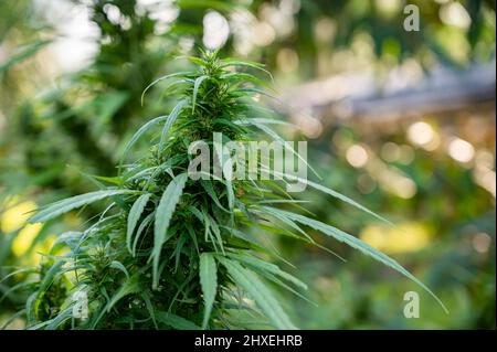 Marihuana hinterlässt Cannabispflanzen einen Hintergrund Stockfoto