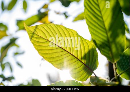 Kratom Mitragyna speciosa Green ist eine Art von Medikament Stockfoto