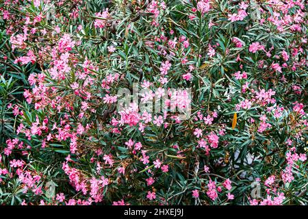 Grüner Oleanderbusch mit spitzen Blättern blüht mit leuchtend rosa Blüten im Park. Exotischer tropischer Garten mit Blumen, die bei Sonnenlicht blühen Stockfoto