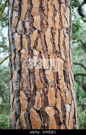 Dicke Schicht aus geprägter Rinde auf hohem Stamm der italienischen Kiefer. Zirbenkiefer wächst im Wald bei hellem Sonnenlicht bei warmem Wetter extreme Nahaufnahme Stockfoto