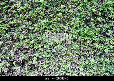 Kleine üppige frische Pflanzen wachsen auf Rasen im botanischen Garten als floraler Hintergrund. Grüne Flora für Stadtparks und Innenhöfe. Vertreter der Natur Stockfoto