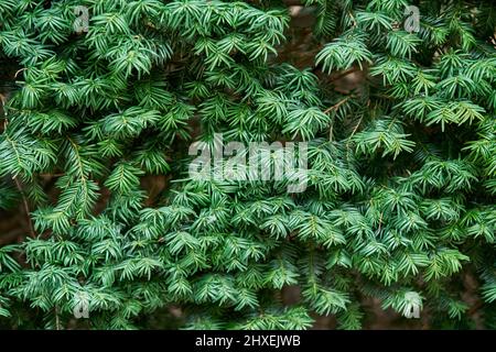 Saftig grüne Äste der Eibe als floraler Hintergrund Nahaufnahme. Wilde Nadelpflanze im natürlichen Ökosystem. Ökologie und Umweltschutz Stockfoto