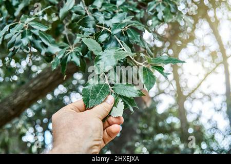 Menschenhand berührt üppiges Blatt von quercus ilex in sonniger Parknähe. Exotische Pflanze wächst im Stadtgarten. Genießen Sie die Schönheit der Natur während der Reise Stockfoto