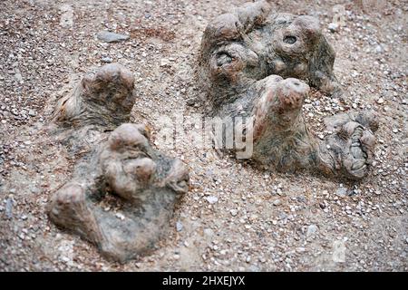 Verwitterte Wurzeln des alten Baumes auf trockenem Boden im Wald aus der Nähe. Alte Pflanze wächst in wildem Holz. Natürliches Ökosystem und Umweltschutz Stockfoto