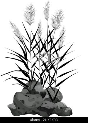 Sedge, Stein, Rohr, Bulrush, oder Gras auf einem weißen Hintergrund.Vektor-Illustration.Schwarze Silhouette von Schilf. Stock Vektor